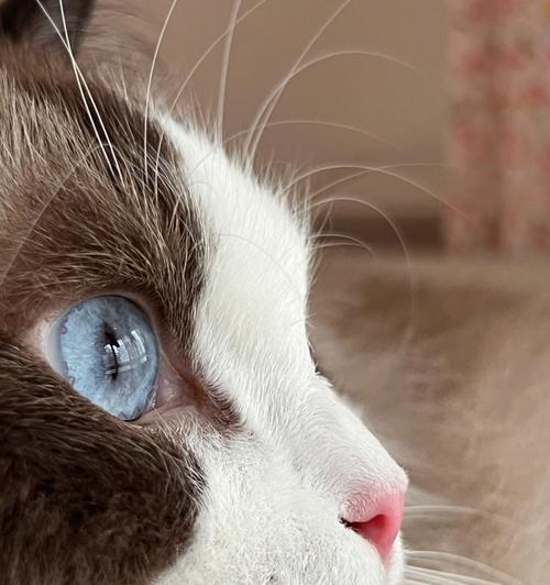 猫咪眼睛生理盐水的使用方法和注意事项