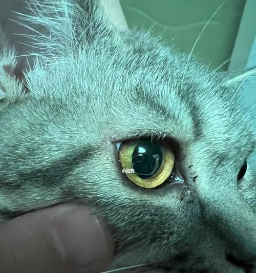 揭秘猫咪眼睛里的神秘膜（探究宠物猫咪眼睛内的第三眼睑）