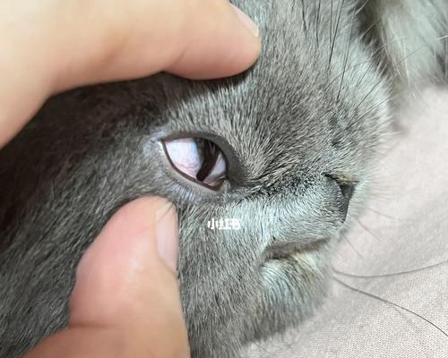 猫咪眼泪治愈法（以宠物眼睛为窗口）