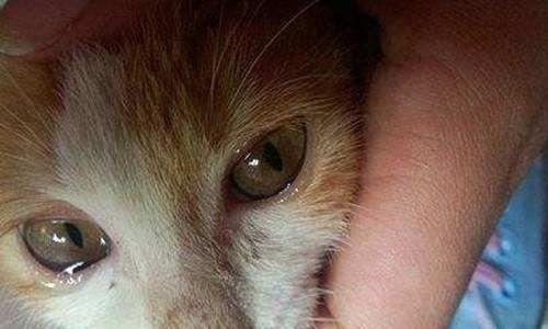 如何应对猫咪眼睛流脓问题（以宠物为主）
