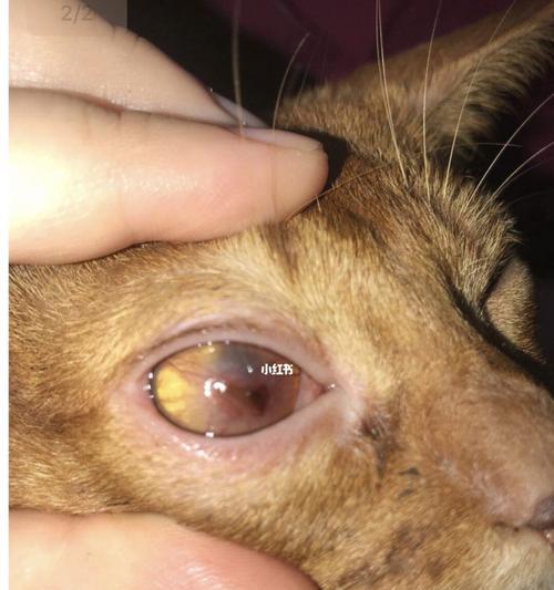 猫咪眼睛内眼角出现问题（探究猫咪眼睛内眼角突出的病因和治疗方法）
