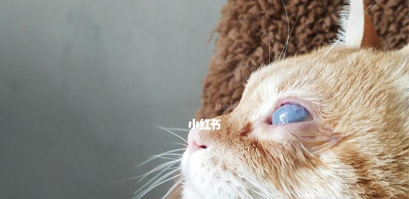 揭秘猫咪眼睛旁边红的原因（了解你的爱宠）