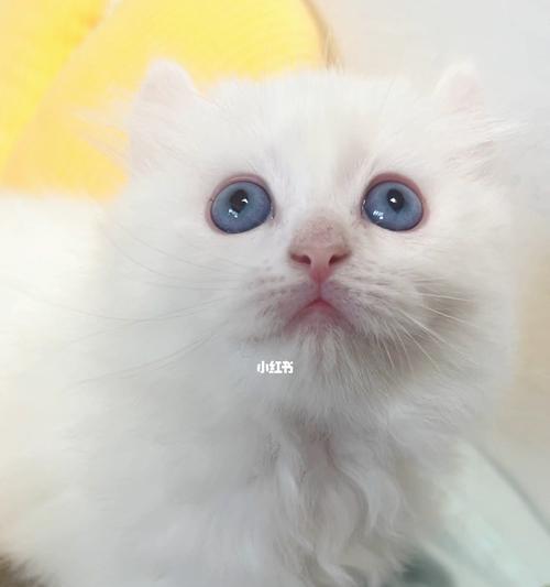 白眼猫咪的神秘世界（深入了解全白色猫咪的特点和生活习性）