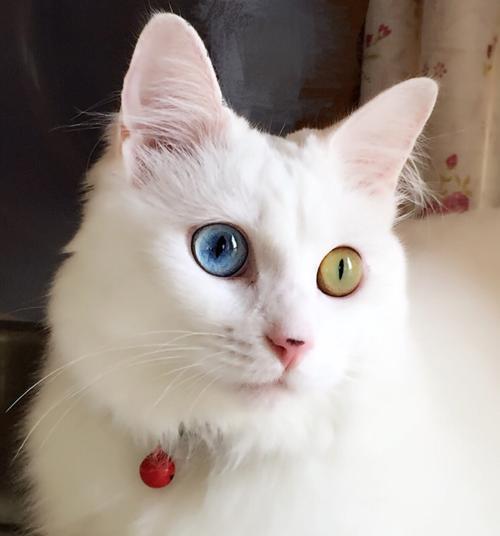 白眼猫咪的神秘世界（深入了解全白色猫咪的特点和生活习性）
