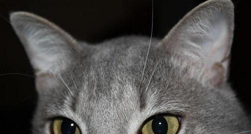 猫咪为什么会失明（常见原因）