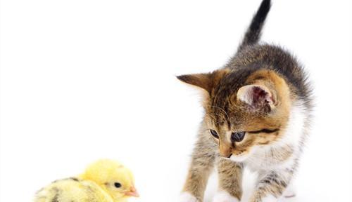 如何处理猫咪眼睛水肿及分泌物问题（以宠物为主的眼睛保健与治疗）