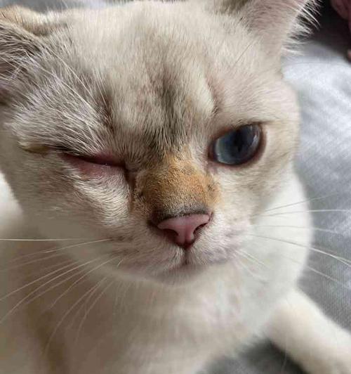 猫咪眼睛疼睁不开，如何帮助它（宠物眼部疾病的预防和治疗）