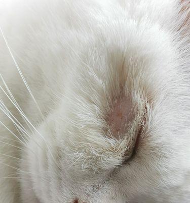 猫咪眼睛突然不透亮，你需要知道的常见原因（如何通过观察和治疗保护你的宠物眼睛健康）