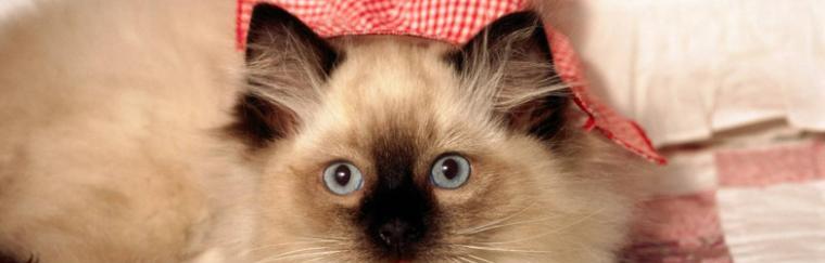 宠物猫眼失明，能否幸存（以猫咪眼睛瞎了一只会死吗）