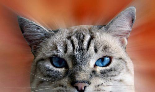 宠物白内障猫眼，如何帮助它恢复清晰视野？