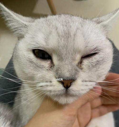 如何为猫咪眼睛做手术（宠物护理）