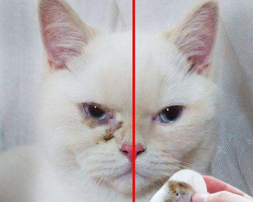 猫咪眼睛被熏瞎死亡的可怕后果（探究猫咪眼睛被熏瞎死亡的原因与预防方法）