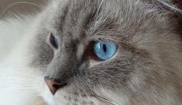 探秘猫咪眼睛薄膜的神秘世界（揭开猫咪眼睛薄膜背后的科学奥秘）