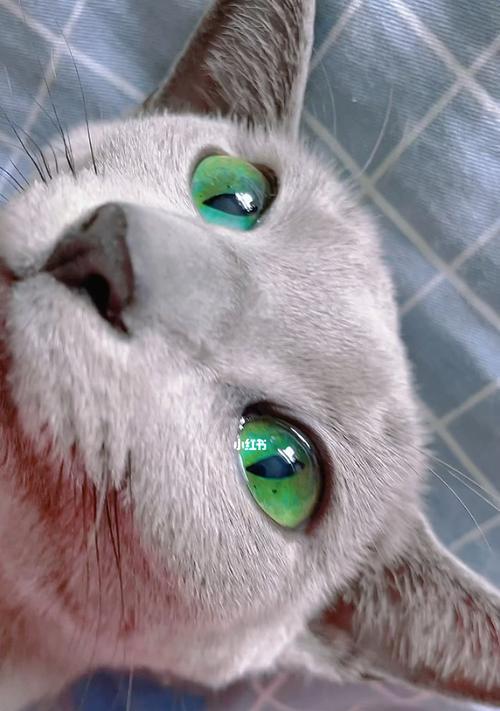 如何正确养护猫咪的眼睛（从宠物眼疾病、护理方法等多方面入手）