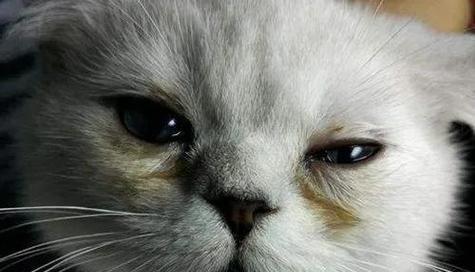 猫咪眼睛摘除手术后发炎的处理方法（以宠物为主）