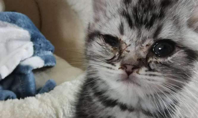 宠物猫咪眼睛睁不开白膜的原因及治疗方法（如何帮助宠物猫咪摆脱眼睛闭合问题）