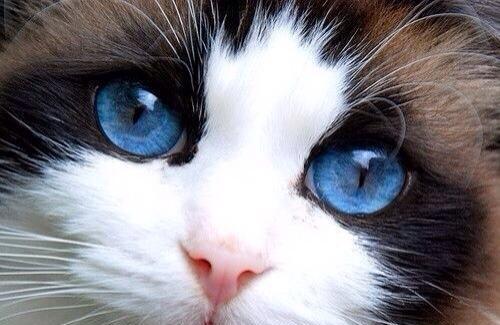 如何处理猫咪只睁一只眼（宠物猫眼部问题的常见原因）