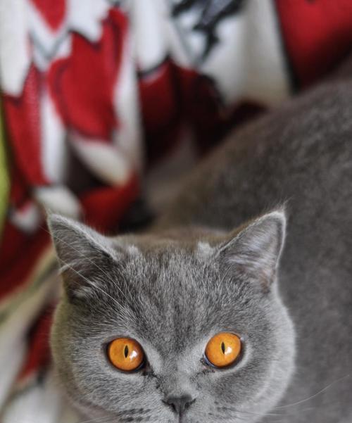 猫咪眼睛肿成“灯泡眼”，该如何护理（以宠物为主）