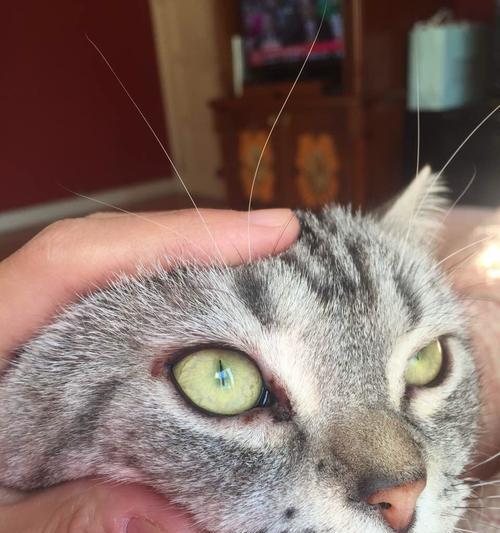 猫咪眼眶周围毛掉光原因和治疗方法