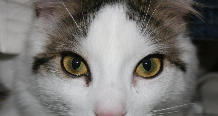 猫咪眼皮上的小白点，该如何应对（宠物爱护必备）