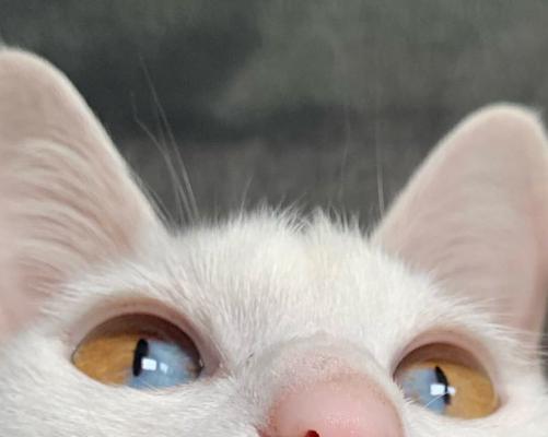 猫咪眼球变白，怎么办（宠物健康问题应及时关注）