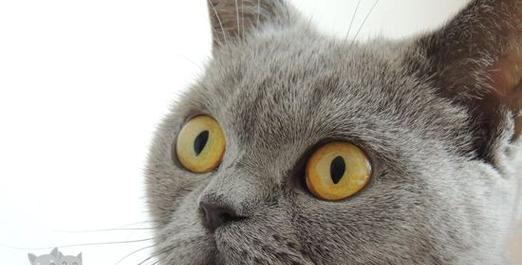 揭秘猫咪眼球晶状体中的秘密（探究宠物眼睛健康的必要性）
