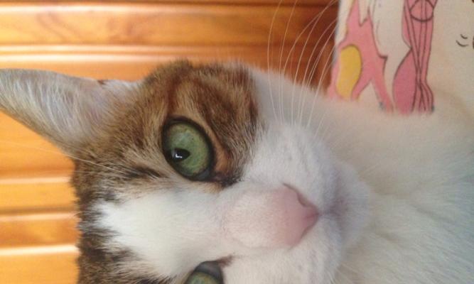 猫咪眼球突出的原因及预防方法（关注宠物健康）