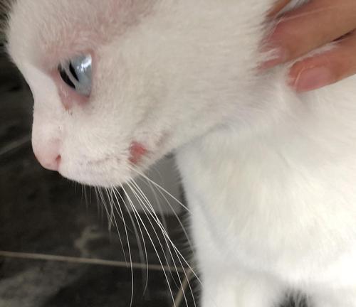 猫咪眼球肿胀引发的健康问题（如何预防和治疗猫咪眼球肿胀）