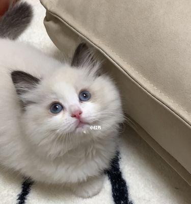 三个月布偶猫得猫瘟，如何预防和治疗（宠物猫也需要保健）