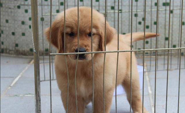 如何正确养护三个月大的金毛幼犬（宠物狗的健康和幸福）