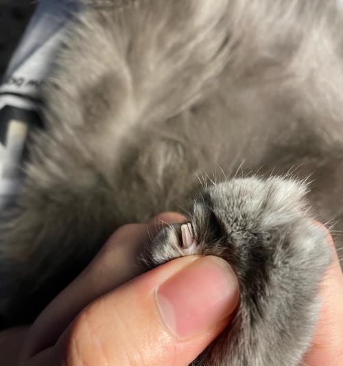 如何给三个月大的猫咪剪指甲（简单有效的指甲修剪技巧）