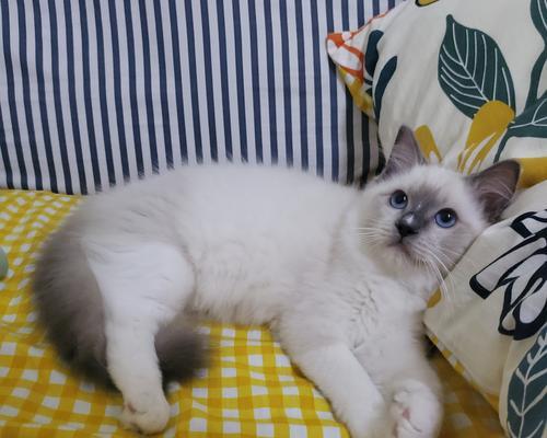 三个月大的重点色布偶猫——宠物生活的新伙伴（探究重点色布偶猫的特点和养护方法）