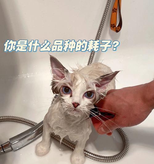 三个月大的猫咪可不可以洗澡（宠物爱洁净）