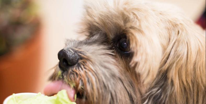 三个月大宠物狗狗的饮食与呕吐问题剖析（了解三个月大宠物狗狗的饮食习惯与呕吐症状）