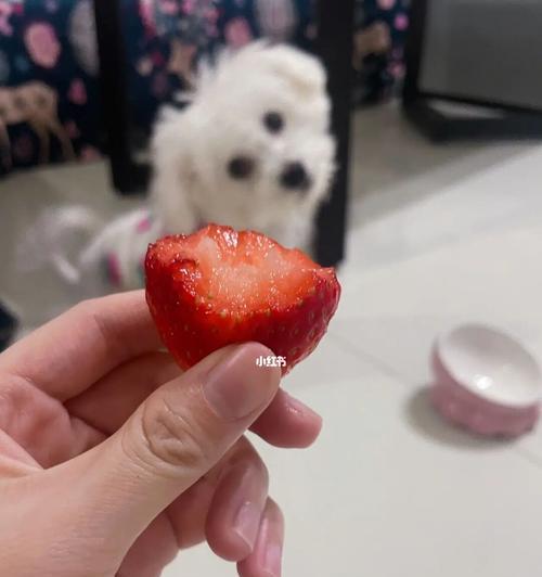 三个月小狗可以吃草莓吗？——宠物主人必知的重要信息