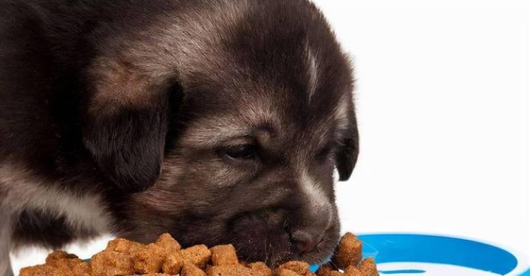 三个月的小狗能否吃鸡肉（宠物营养需求与食品选择的重要性）