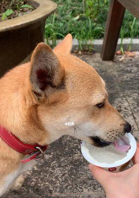 三个月的小狗可以吃酸奶吗（宠物的健康需谨慎）