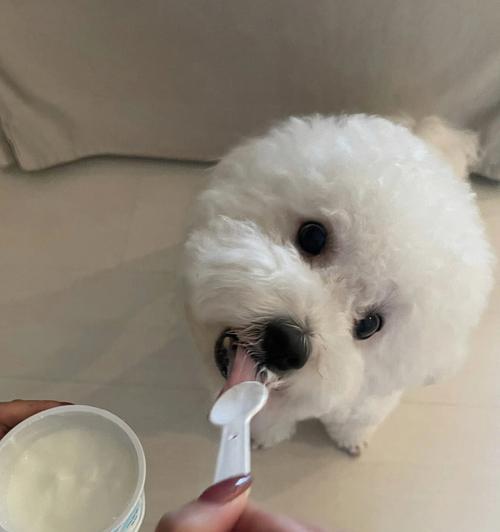 三个月小狗能否喝酸奶（宠物健康问题中的一点疑惑）