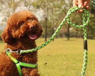 三个月小狗牵引绳的正确使用方法（宠物的健康从小事做起）