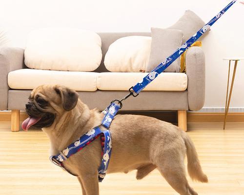 三个月小狗牵引绳的正确使用方法（宠物的健康从小事做起）