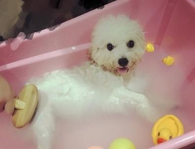 三个月小狗洗澡指南（宠物日常护理技巧）