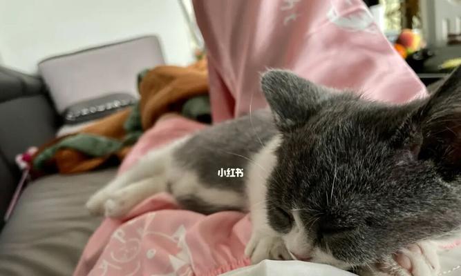 三个月小猫整天睡觉正常吗（从宠物行为与生理角度分析）