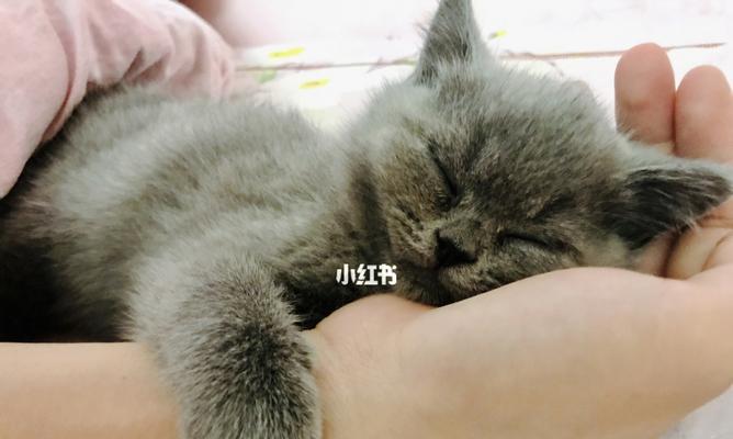 三个月小猫整天睡觉正常吗（从宠物行为与生理角度分析）