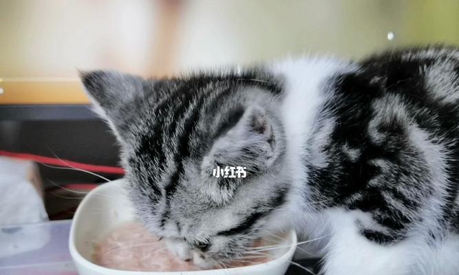 三月小猫的饮食问题（探究两个月不吃猫粮的小猫应该吃多少猫粮）
