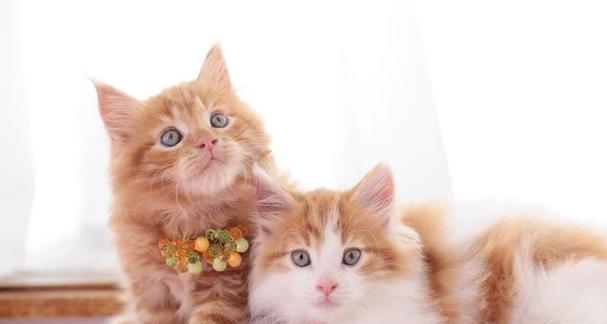 如何为三周大的小猫提供合适的饮食（从母乳到固体食物）