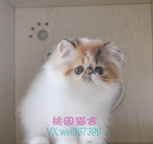 加入CFA猫咪俱乐部，让你的爱猫获得更好的关注（为什么申请CFA猫咪俱乐部）