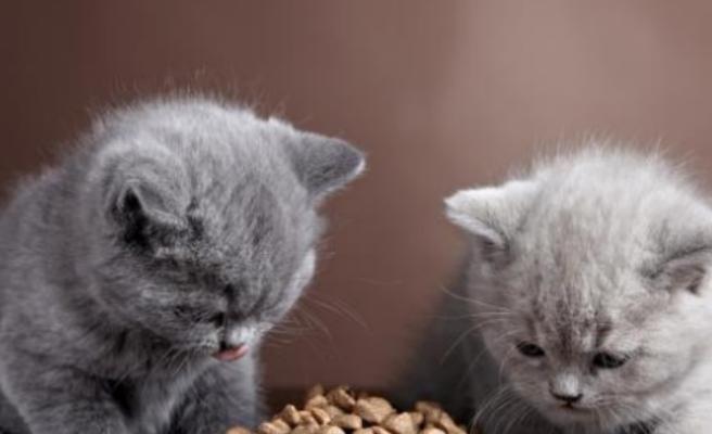 肾病猫咪的饮食需求与草食习惯（草食对于肾病猫咪的影响与选择草种的建议）