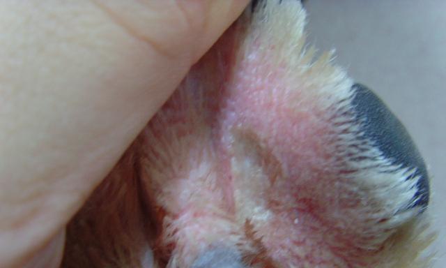 湿疹狗狗常见的生长部位及治疗方法（探讨湿疹对宠物狗的危害及预防措施）