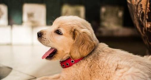 小狗喉咙的保养与治疗（如何让你的宠物狗远离喉咙问题）