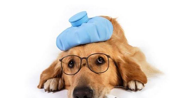 如何应对宠物小狗十几天感冒（宠物健康护理与治疗方法）